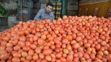 حظر صادرات الطماطم إيران