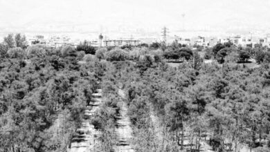 جفاف الأشجار في طهران