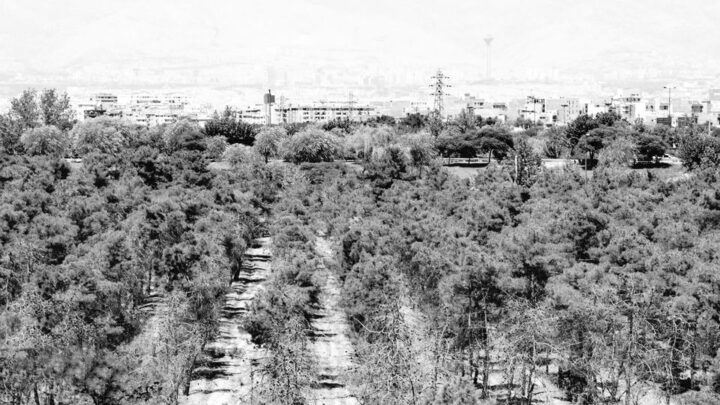 جفاف الأشجار في طهران