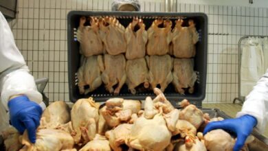 صادرات الدجاج الإيراني للعراق