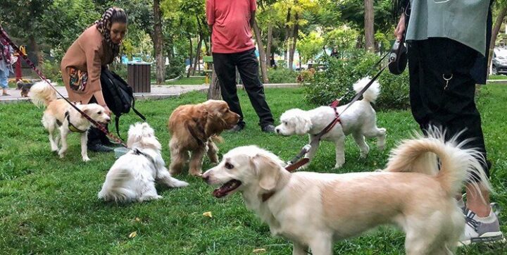 حظر اصطحاب الكلاب إيران