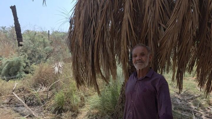 النخيل في خوزستان وآبادان