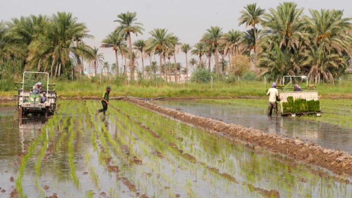 الأمطار والزراعة في العراق