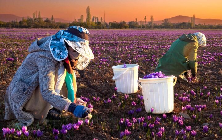 الزعفران والفستق في إيران