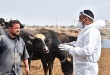 تب کریمه کنگو در عراق