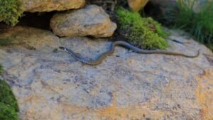 خشکسالی در عراق