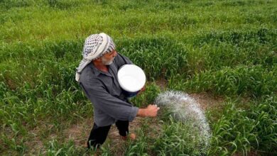 کاشت برنج در عراق