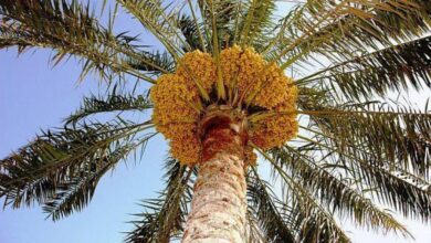 نخل در عراق