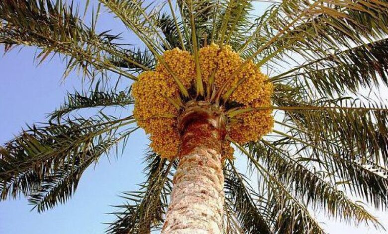 نخل در عراق